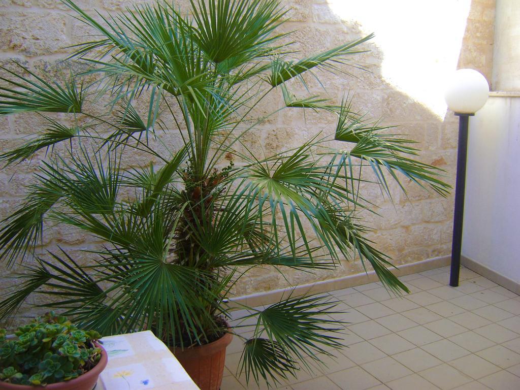 B&B Aquila Alberobello Zewnętrze zdjęcie